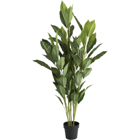 Chinese Evergreen Tree